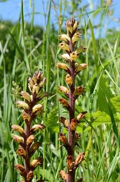 Imagem de Orobanche reticulata Wallr.