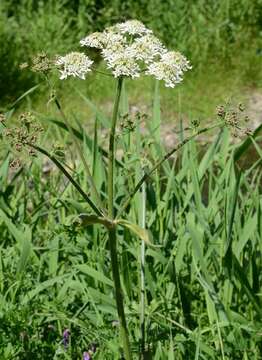 Plancia ëd Heracleum sphondylium subsp. sphondylium