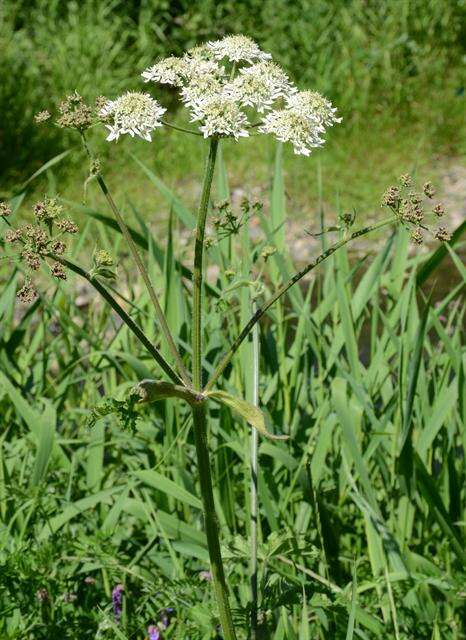 Image of Heracleum sphondylium subsp. sphondylium