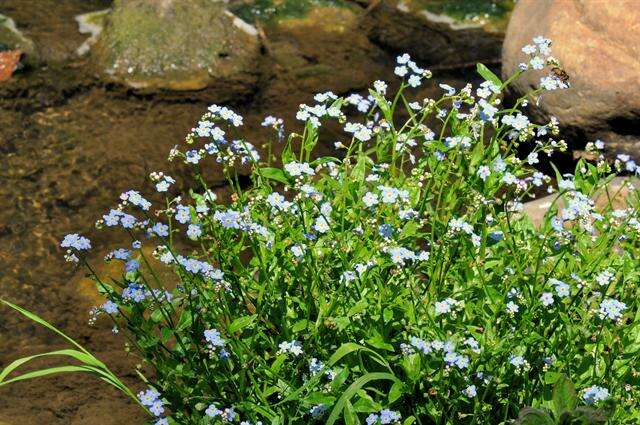 Image of forget-me-not