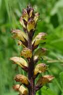 Imagem de Orobanche reticulata Wallr.