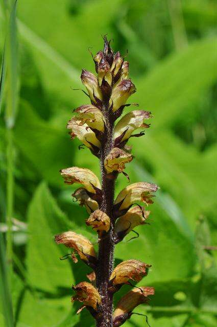 Imagem de Orobanche reticulata Wallr.