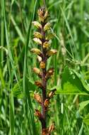 Image of Thistle broomrape