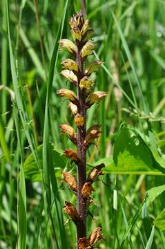 Imagem de Orobanche reticulata Wallr.