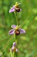 Image of Bee orchid