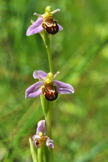 Image of Bee orchid