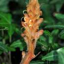 Image of Orobanche rubi Duby