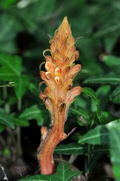 Image of Orobanche rubi Duby