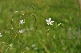 Image of Stellaria