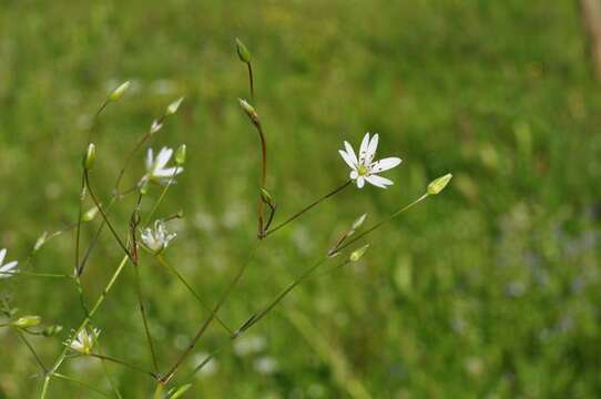 صورة Stellaria