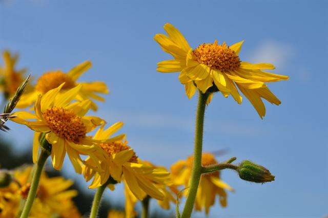 Arnica resmi