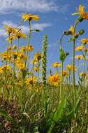 Image of Bog orchid