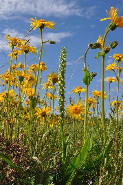 Image of Bog orchid