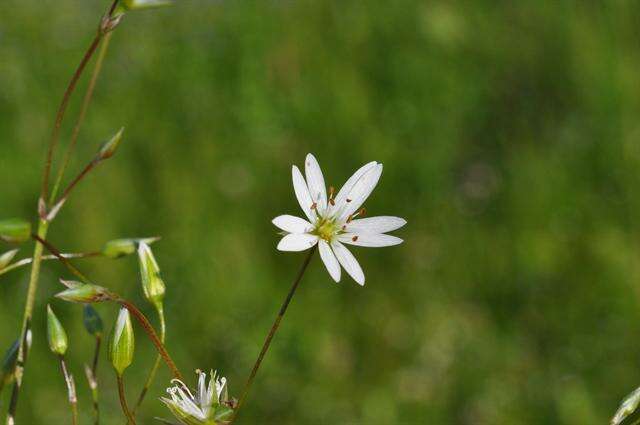 Imagem de Stellaria