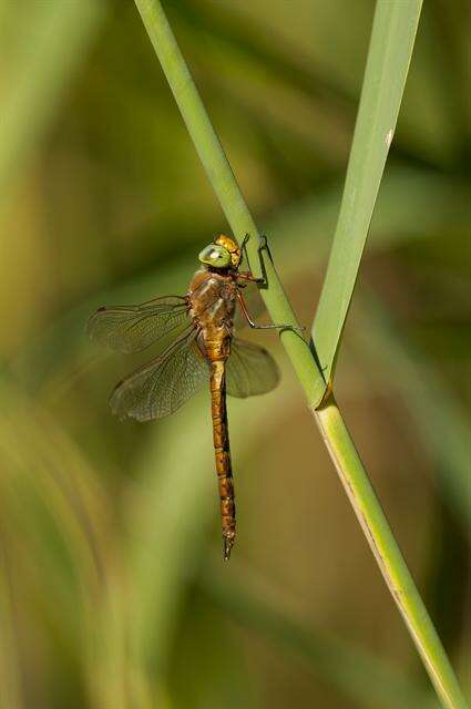 Image of green-eyed hawker