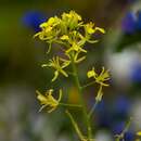 Image of common dogmustard