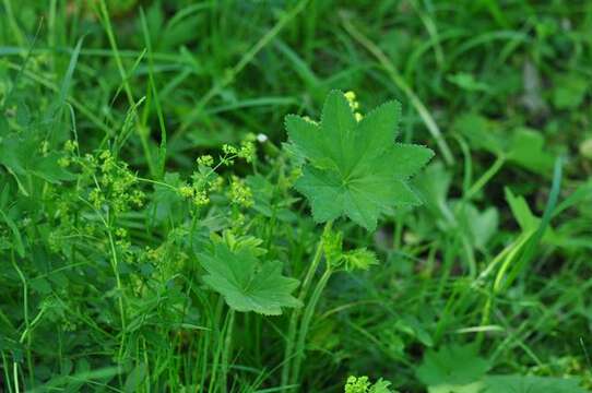 Image of <i>Alchemilla acutiloba</i>