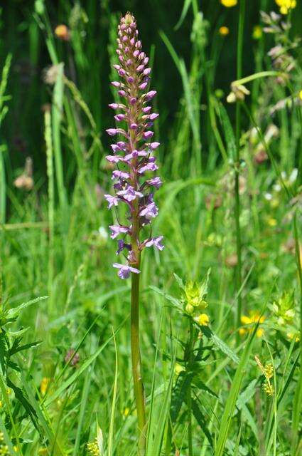 Image of Rein Orchids