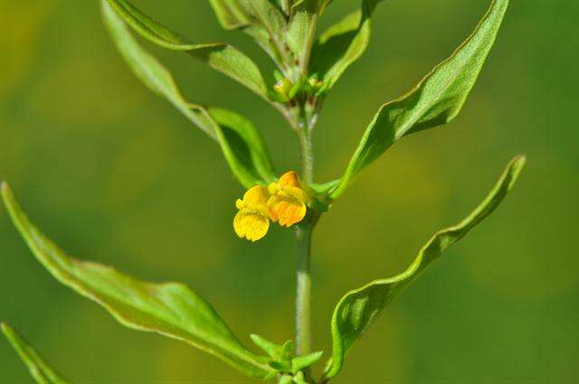 Image of Small cow-wheat