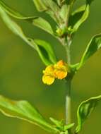 Image of Small cow-wheat