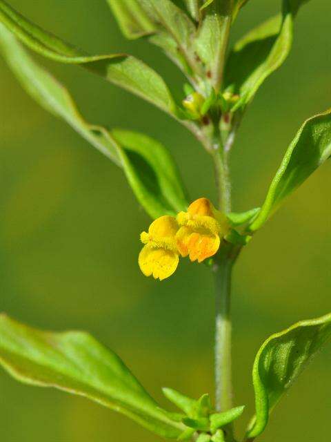 Image of Small cow-wheat