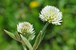 صورة Trifolium montanum L.