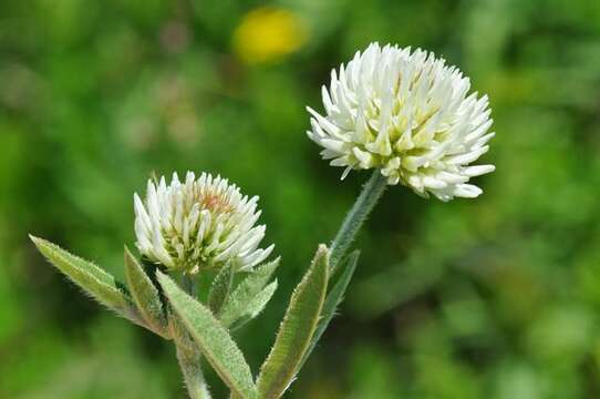 Trifolium montanum L.的圖片