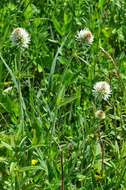 Imagem de Trifolium montanum L.