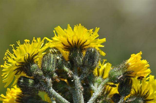 Image of Pilosella cymosa (L.) Sch. Bip., F. W. Schultz & Sch. Bip.