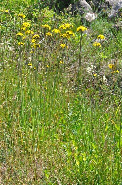 Image of Pilosella cymosa (L.) Sch. Bip., F. W. Schultz & Sch. Bip.