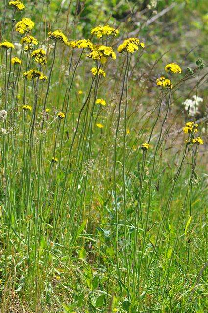 Image of Pilosella cymosa (L.) Sch. Bip., F. W. Schultz & Sch. Bip.