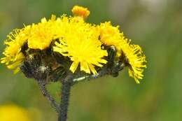 Image of Pilosella cymosa (L.) Sch. Bip., F. W. Schultz & Sch. Bip.