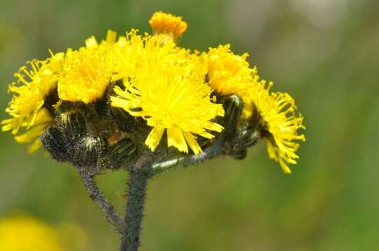 Image of Pilosella cymosa (L.) Sch. Bip., F. W. Schultz & Sch. Bip.