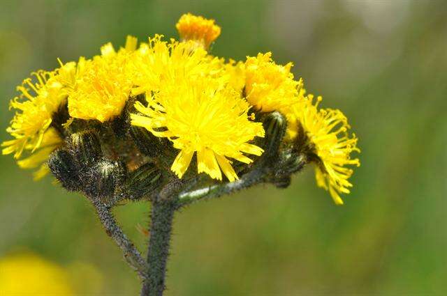 Image of Pilosella cymosa (L.) Sch. Bip., F. W. Schultz & Sch. Bip.