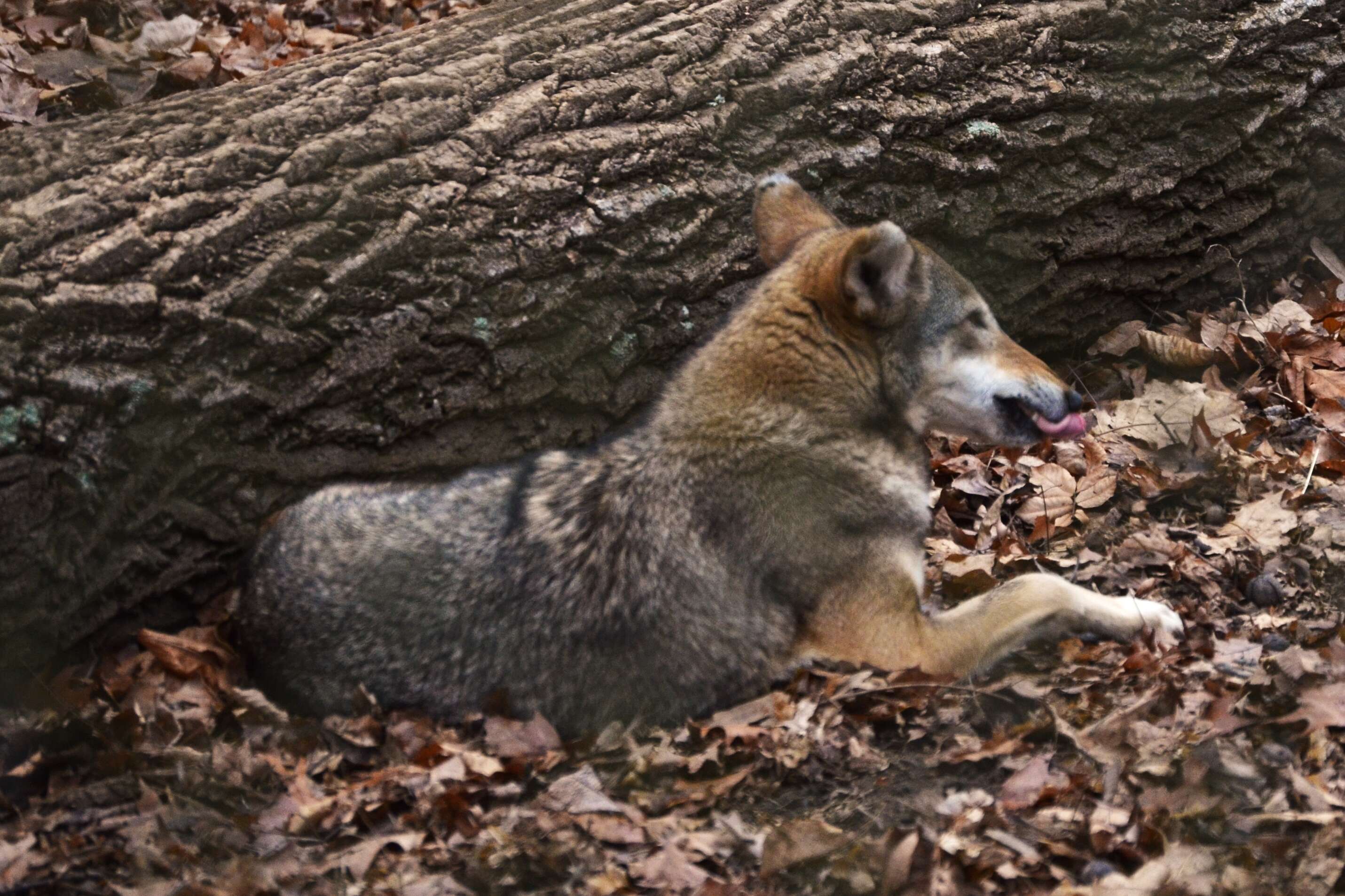 Image of Red wolf