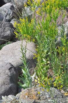 Image of woad