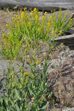 Image of woad