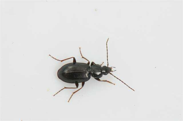 Image of Agonum (Europhilus) gracile Sturm 1824