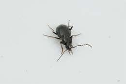 Image of Agonum (Europhilus) gracile Sturm 1824