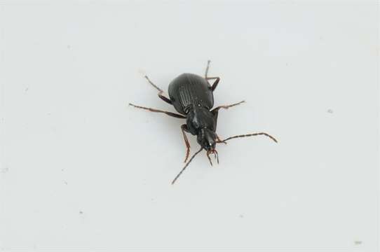 Imagem de Agonum (Europhilus) gracile Sturm 1824