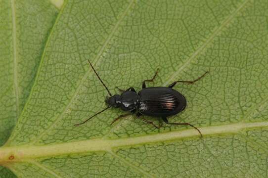 Imagem de Agonum (Europhilus) gracile Sturm 1824