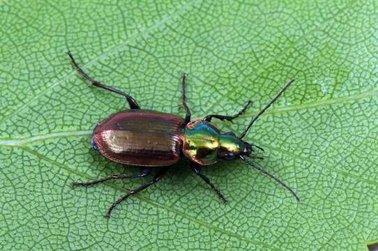 Image of Agonum