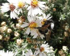 Image of Bombus funebris Smith 1854