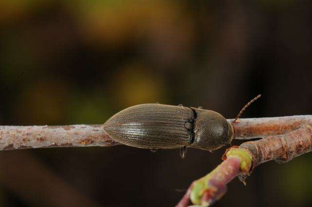 Image of <i>Agriotes obscurus</i>