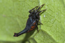 Image of Arachnura scorpionoides Vinson 1863