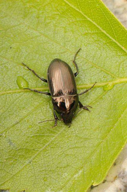 Image de Amara (Amara) lunicollis Schiödte 1837