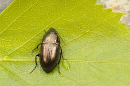 Image de Amara (Amara) lunicollis Schiödte 1837