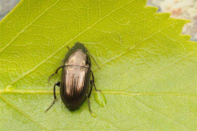 Image de Amara (Amara) lunicollis Schiödte 1837