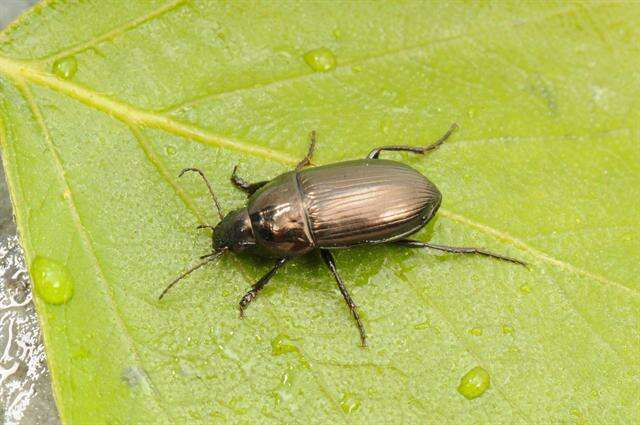 Image de Amara (Amara) lunicollis Schiödte 1837