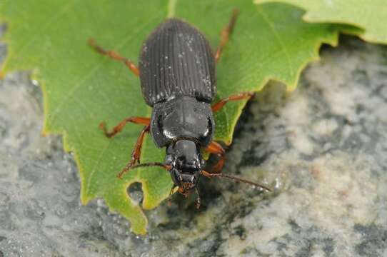 Anisodactylus resmi